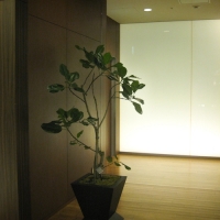 Photo de l'album Japon 307